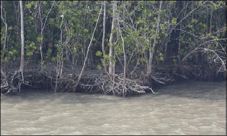 Rivers at Sundarban