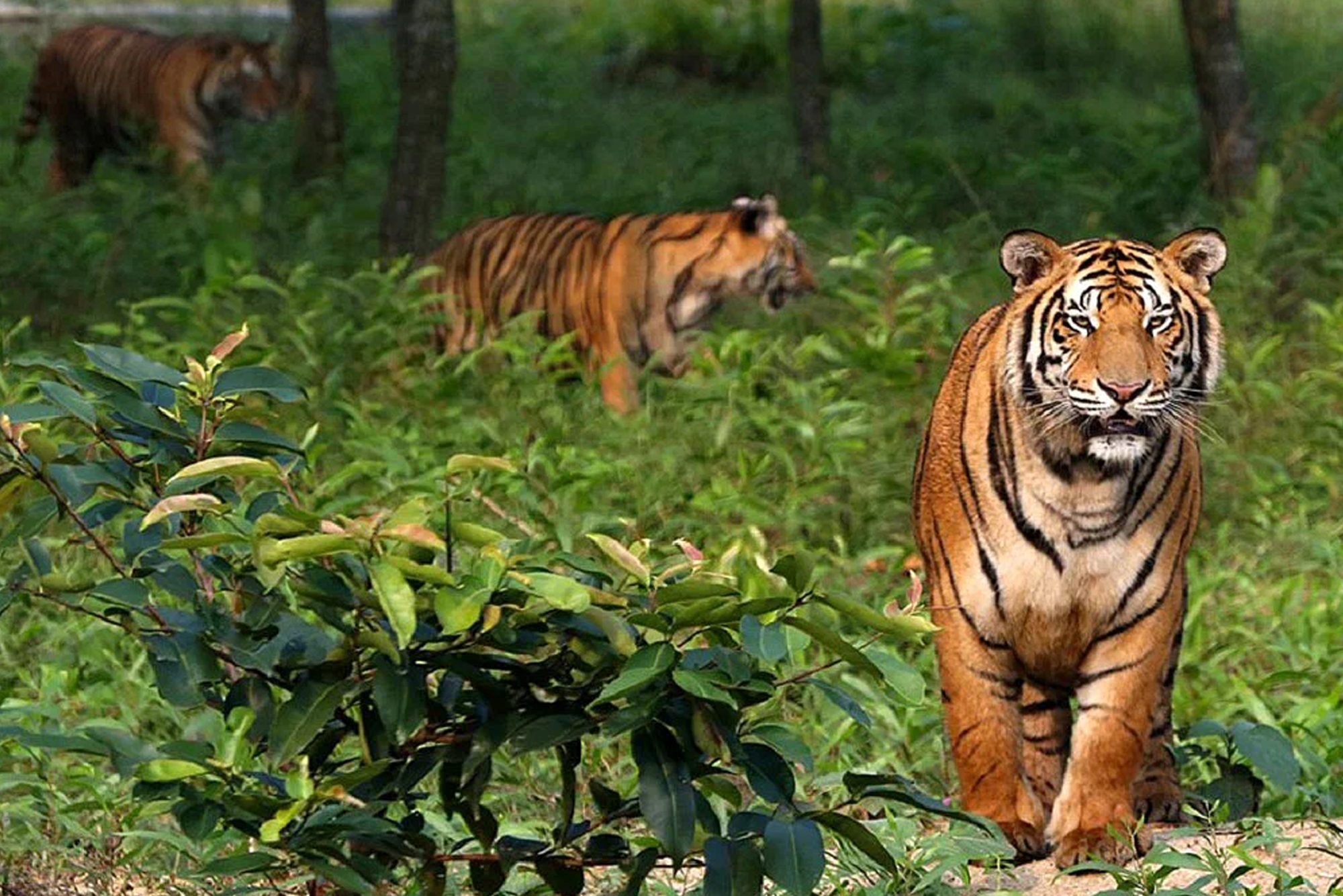Sundarban Tour Package