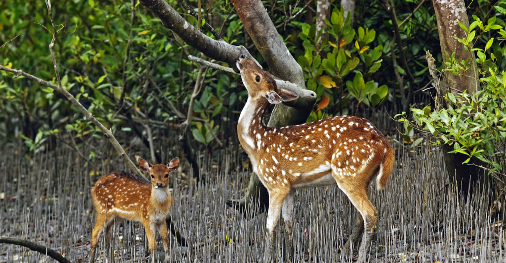 Book Sundarban Tour Package