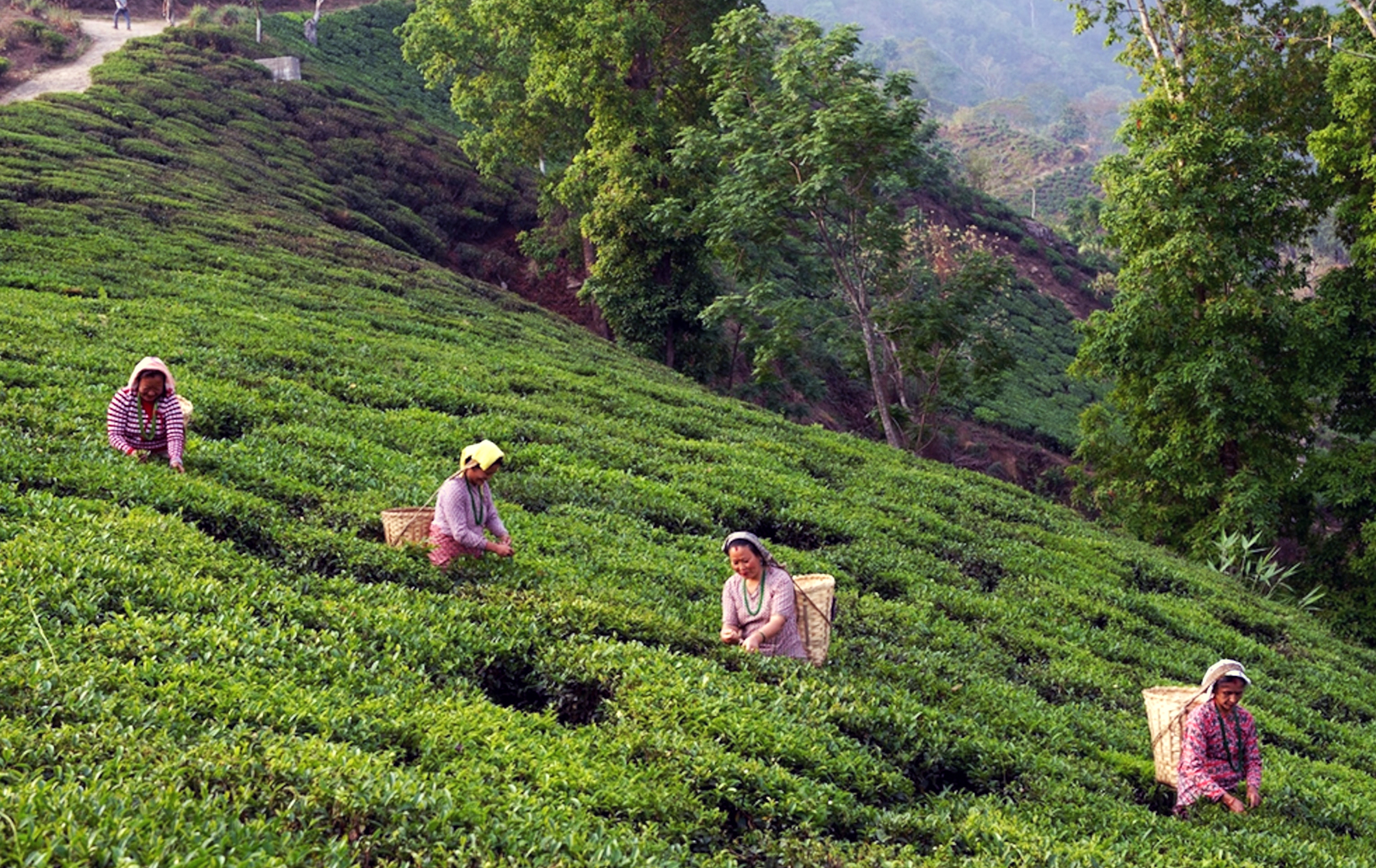 Darjeeling3