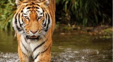 Sundarban Tour Package from Kolkata (1)