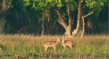 Sundarban Tour Package from Kolkata