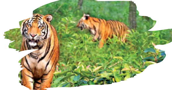 Sundarban Adventure Tourism Tiger
