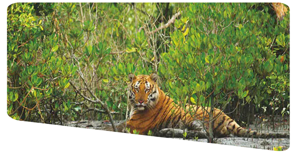 Sundarban Adventure Tourism