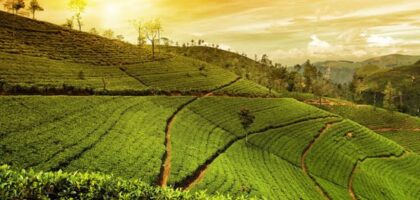 Tea Garden