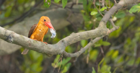 Sundarban with Skysketch India Holidays