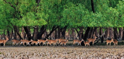 Sundarban with Skysketch India Holidays
