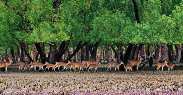 Sundarban with Skysketch India Holidays