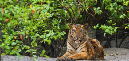 Sundarban with Skysketch India Holidays